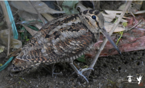 Eurasian Woodcock